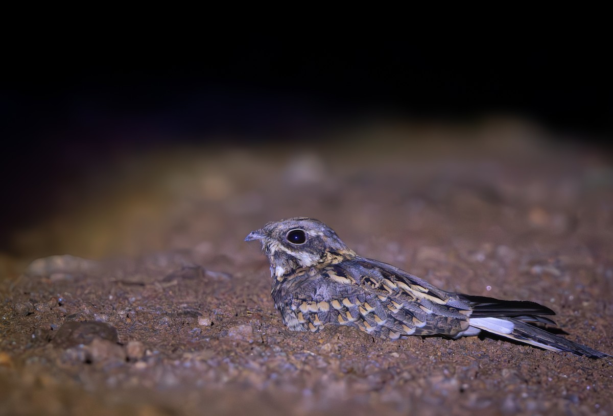 Indian Nightjar - ML643975275