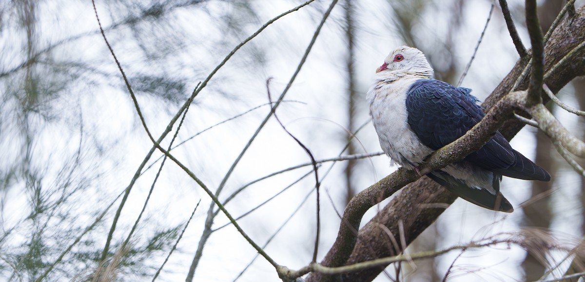White-headed Pigeon - ML643975284