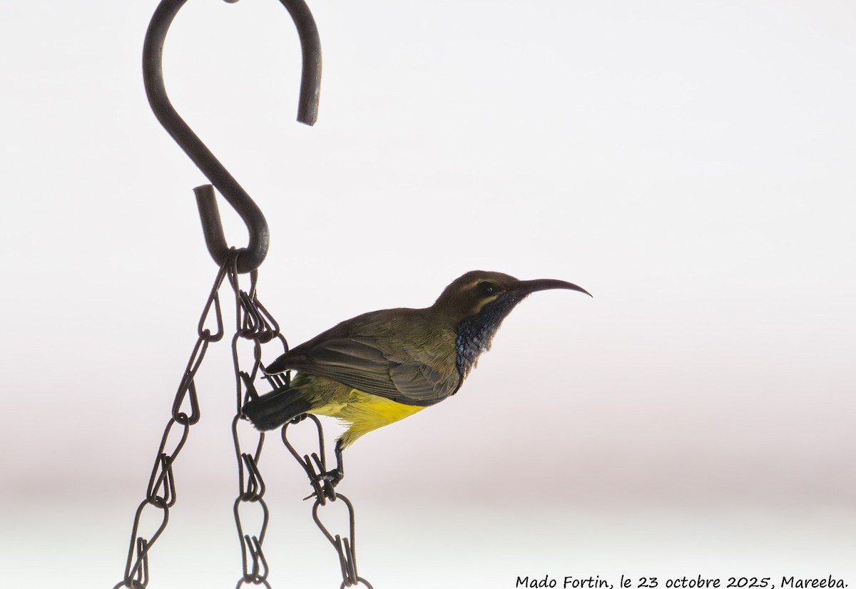 Sahul Sunbird - ML643975299