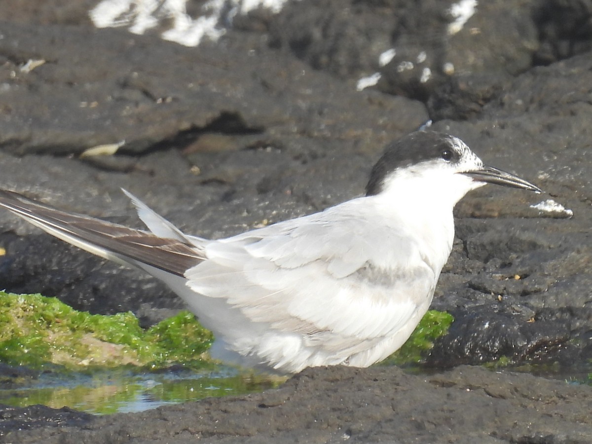 Common Tern (longipennis) - ML643975312