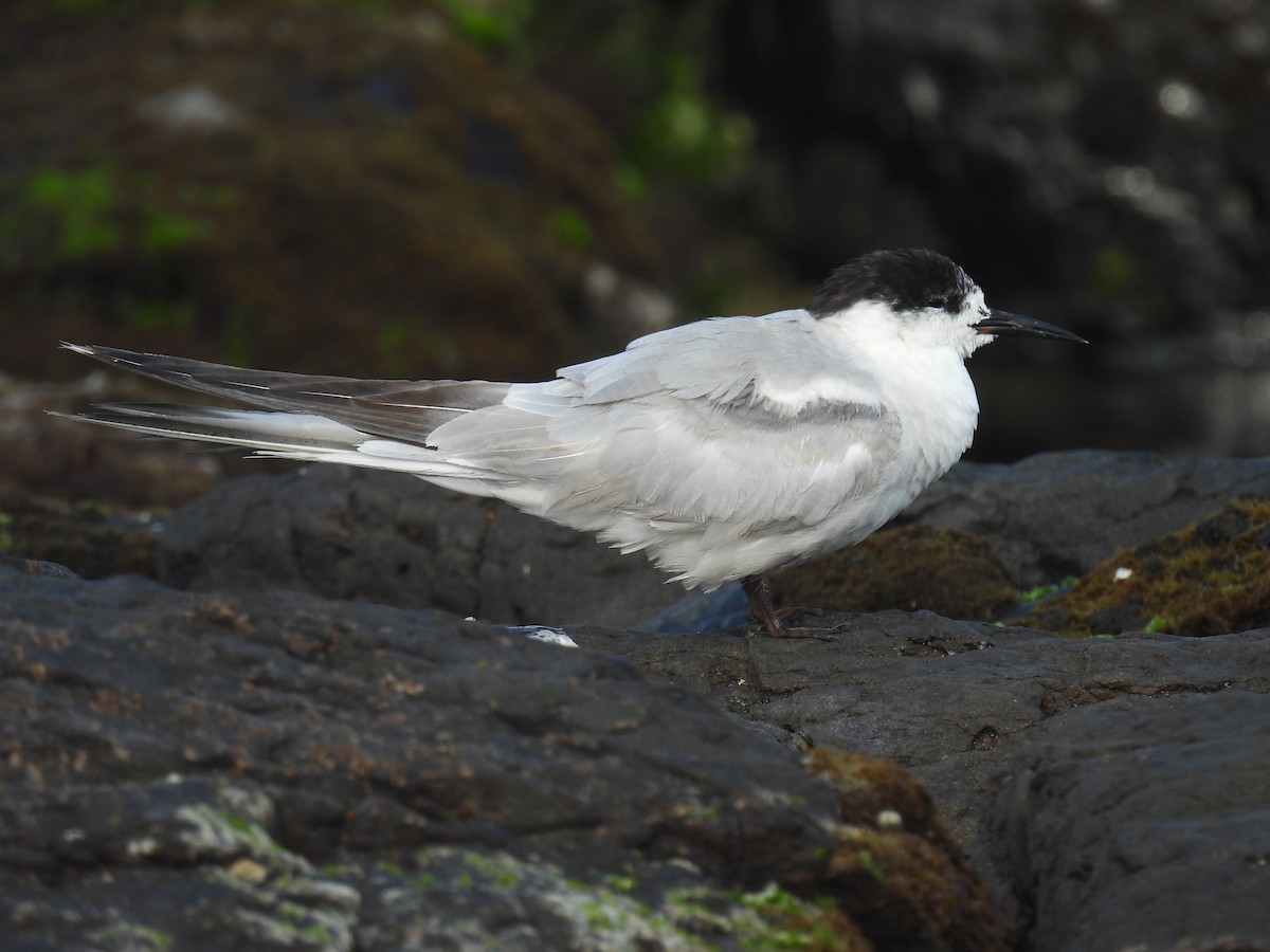 Common Tern (longipennis) - ML643975314