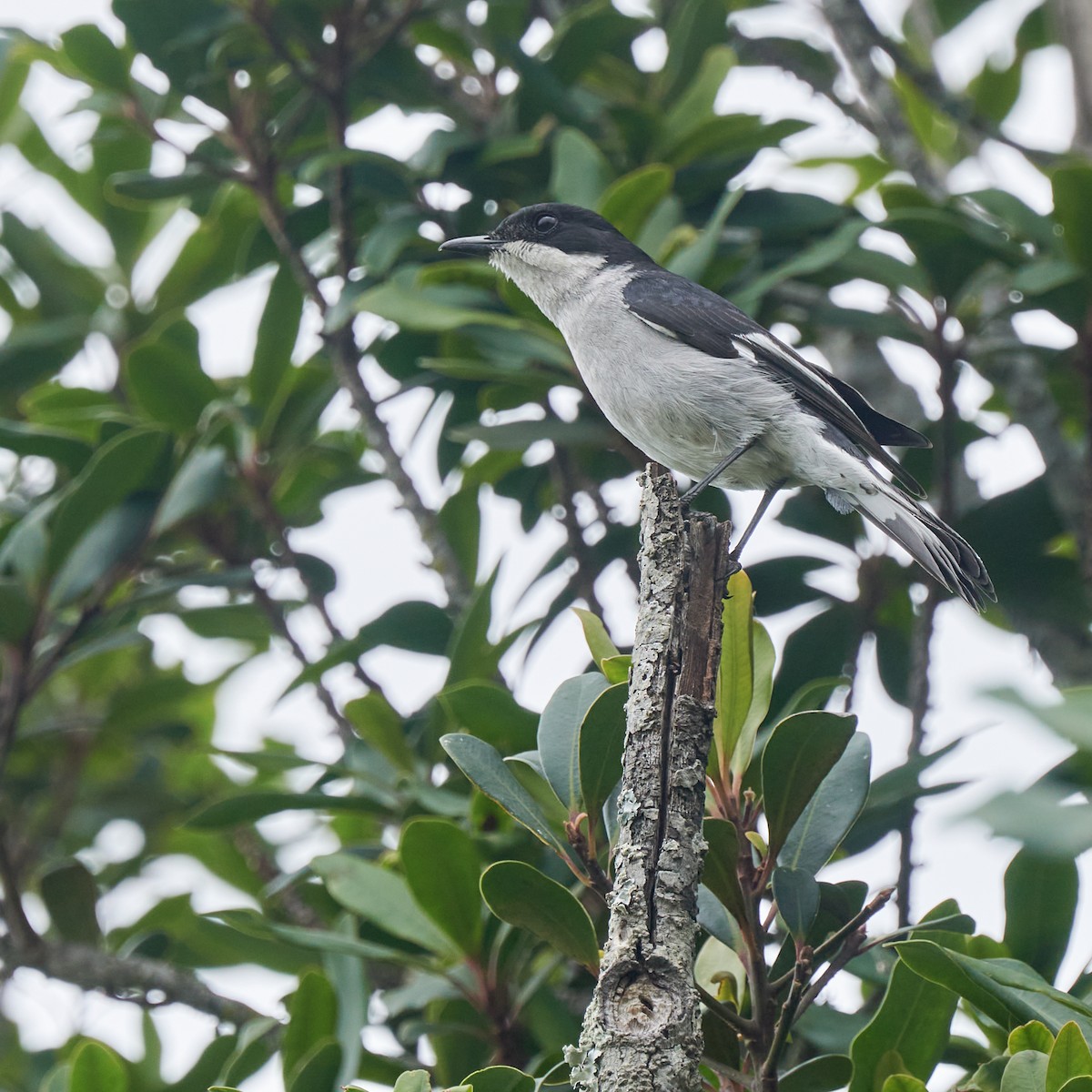 Fiscal Flycatcher - ML643975322