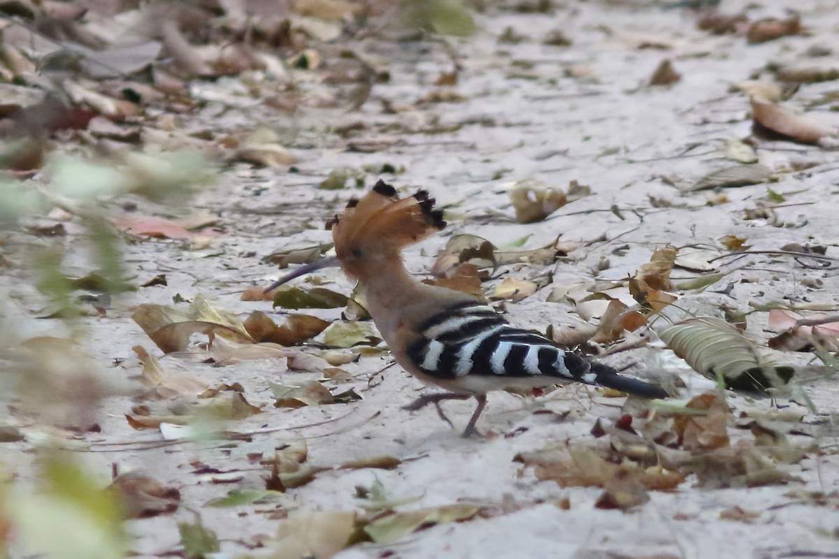 Eurasian Hoopoe (Eurasian) - ML643975364