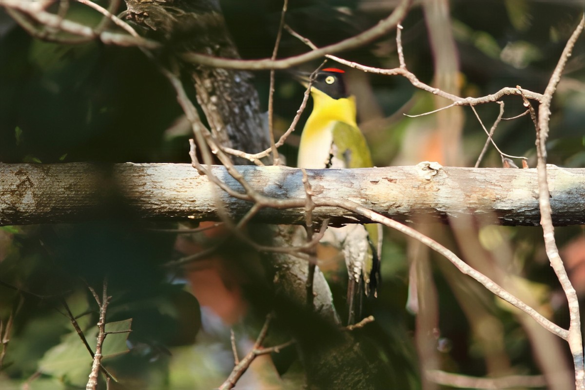 Black-headed Woodpecker - ML643975366