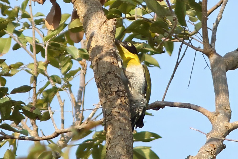 Black-headed Woodpecker - ML643975373