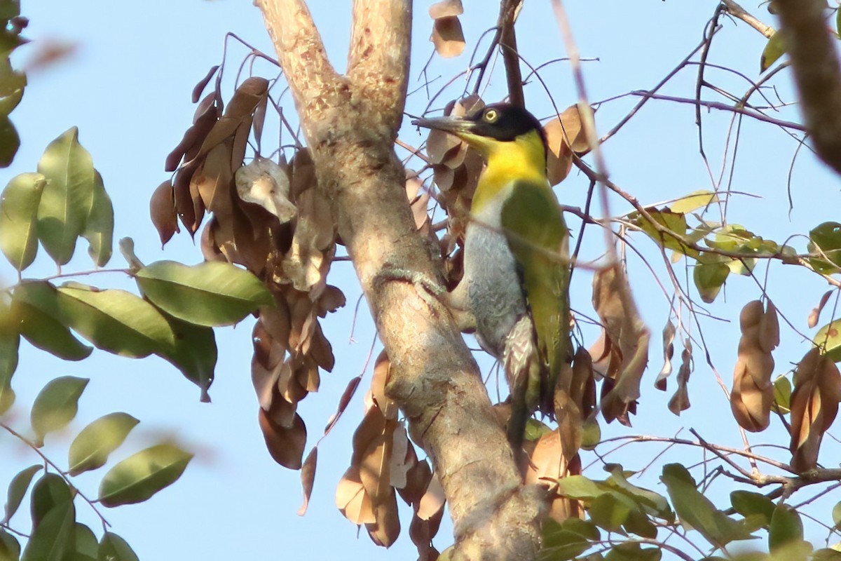 Black-headed Woodpecker - ML643975377
