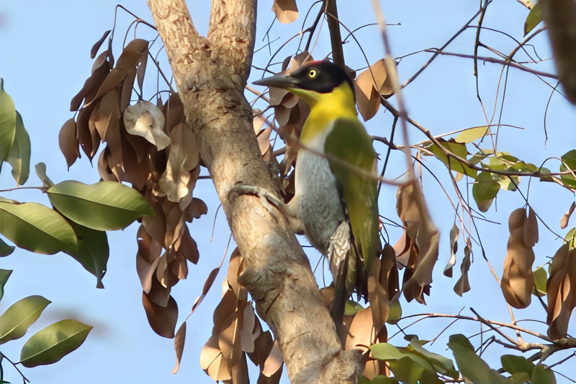 Black-headed Woodpecker - ML643975378