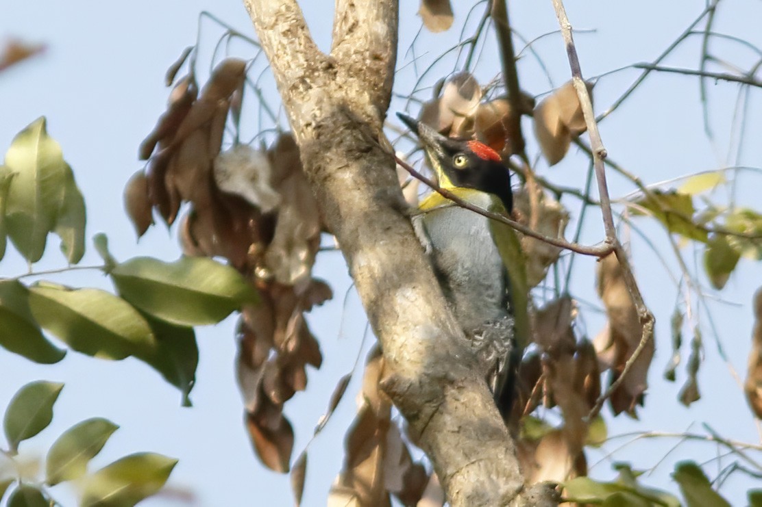 Black-headed Woodpecker - ML643975381