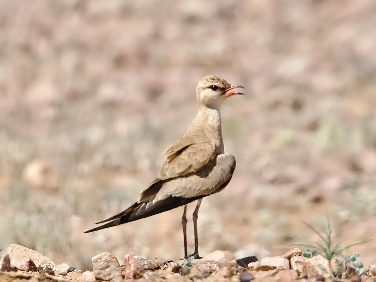 isabellabrakksvale - ML643975386