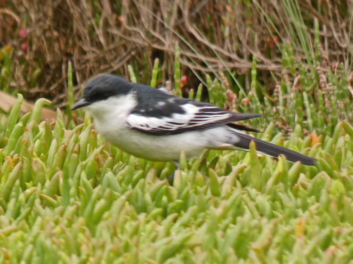 White-winged Triller - ML643975394