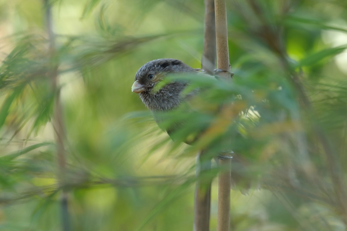 Paradoxornis unicolore - ML643975397