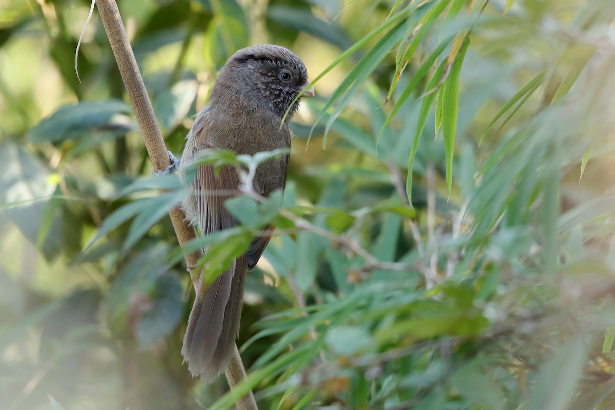 Paradoxornis unicolore - ML643975398