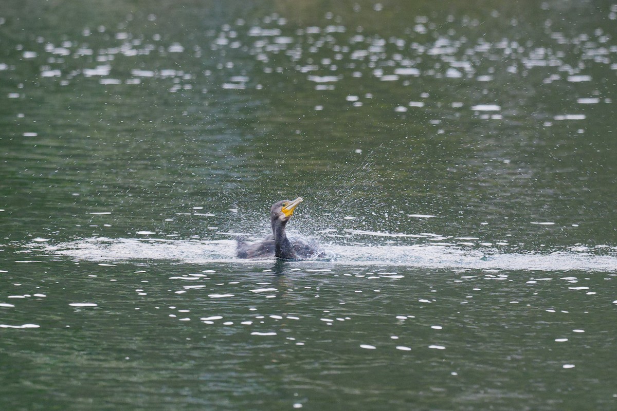 Cormorán Grande - ML643975401