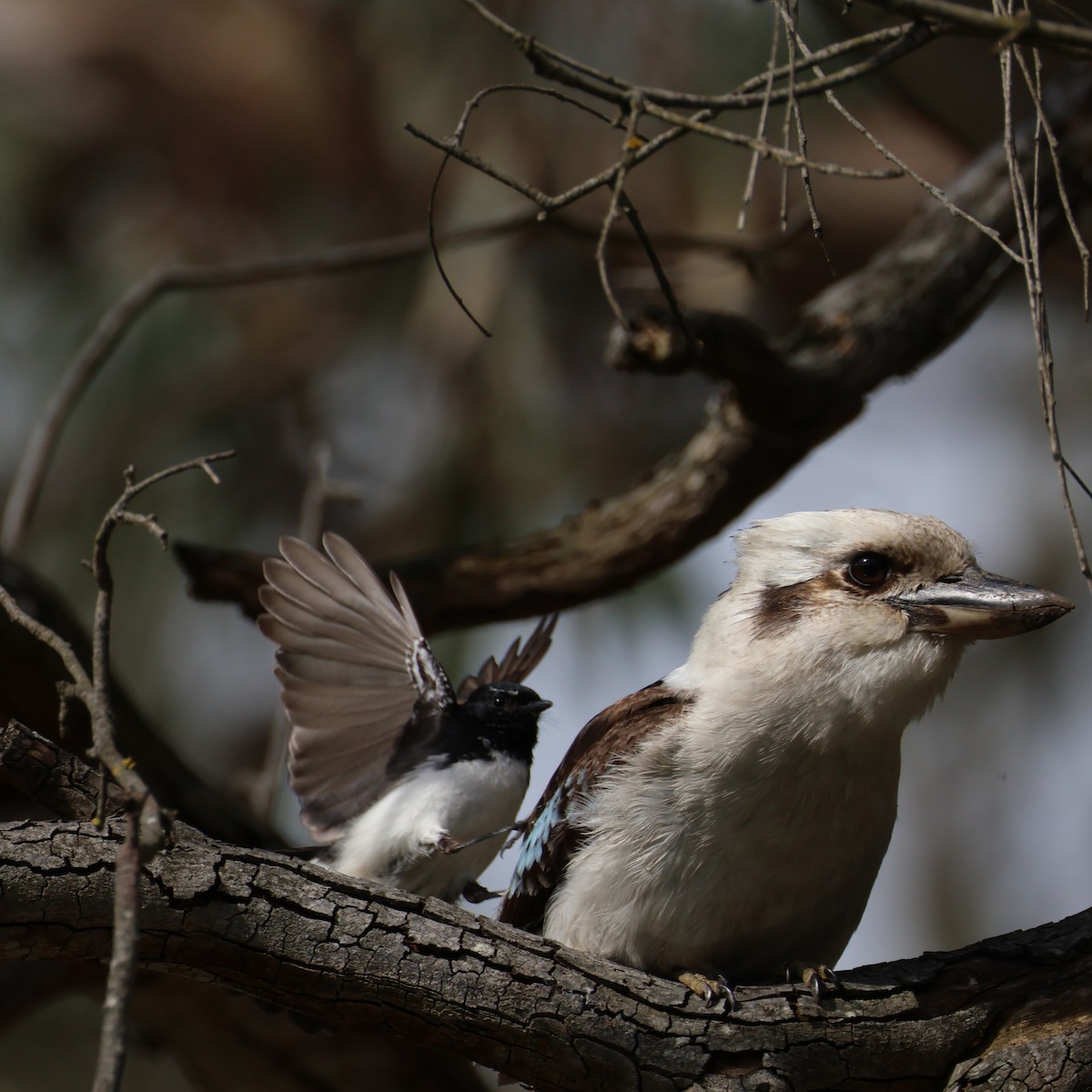 Laughing Kookaburra - ML643975409