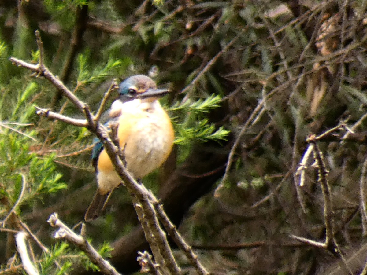 Sacred Kingfisher - ML643975410