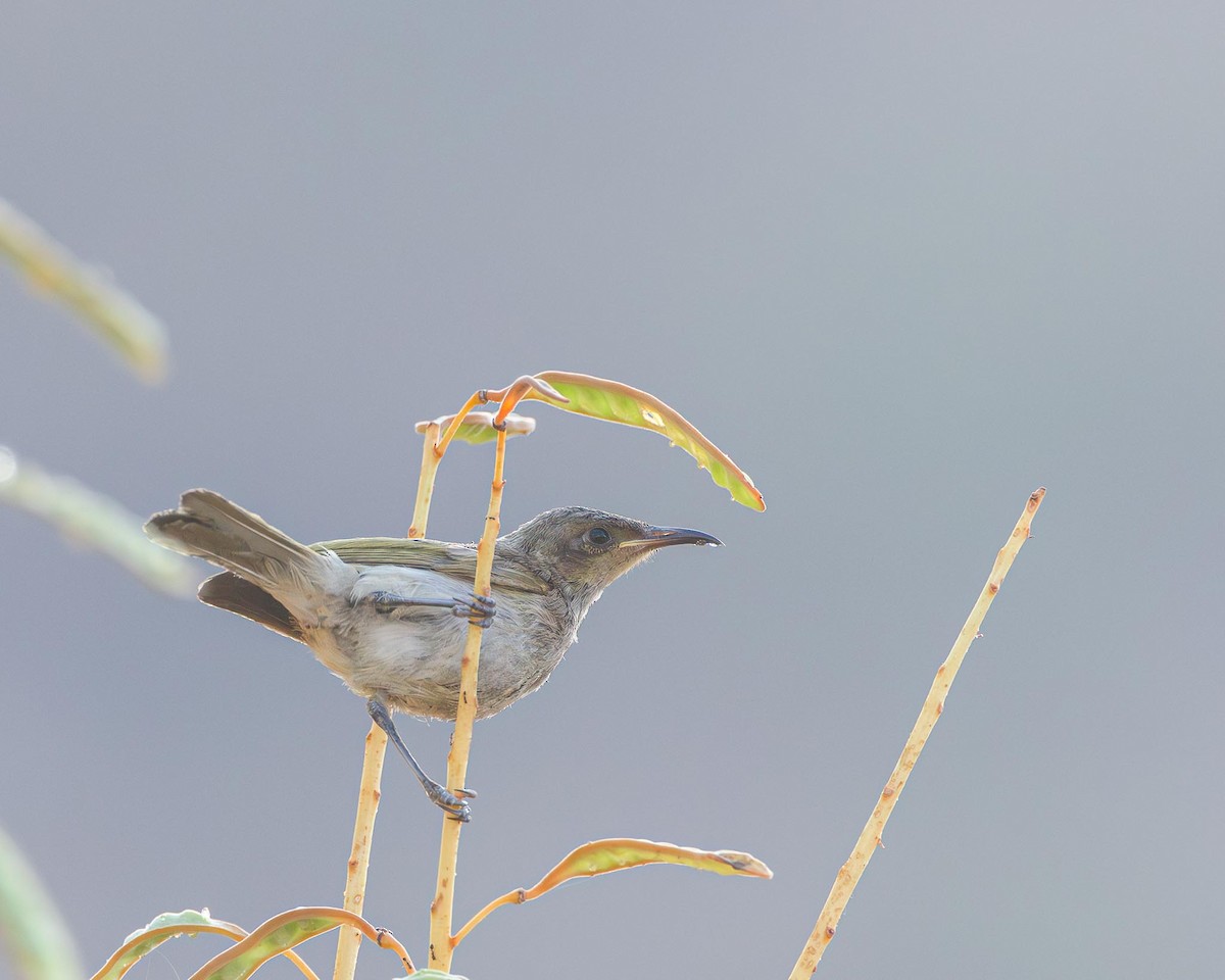 Brown Honeyeater - ML643975448