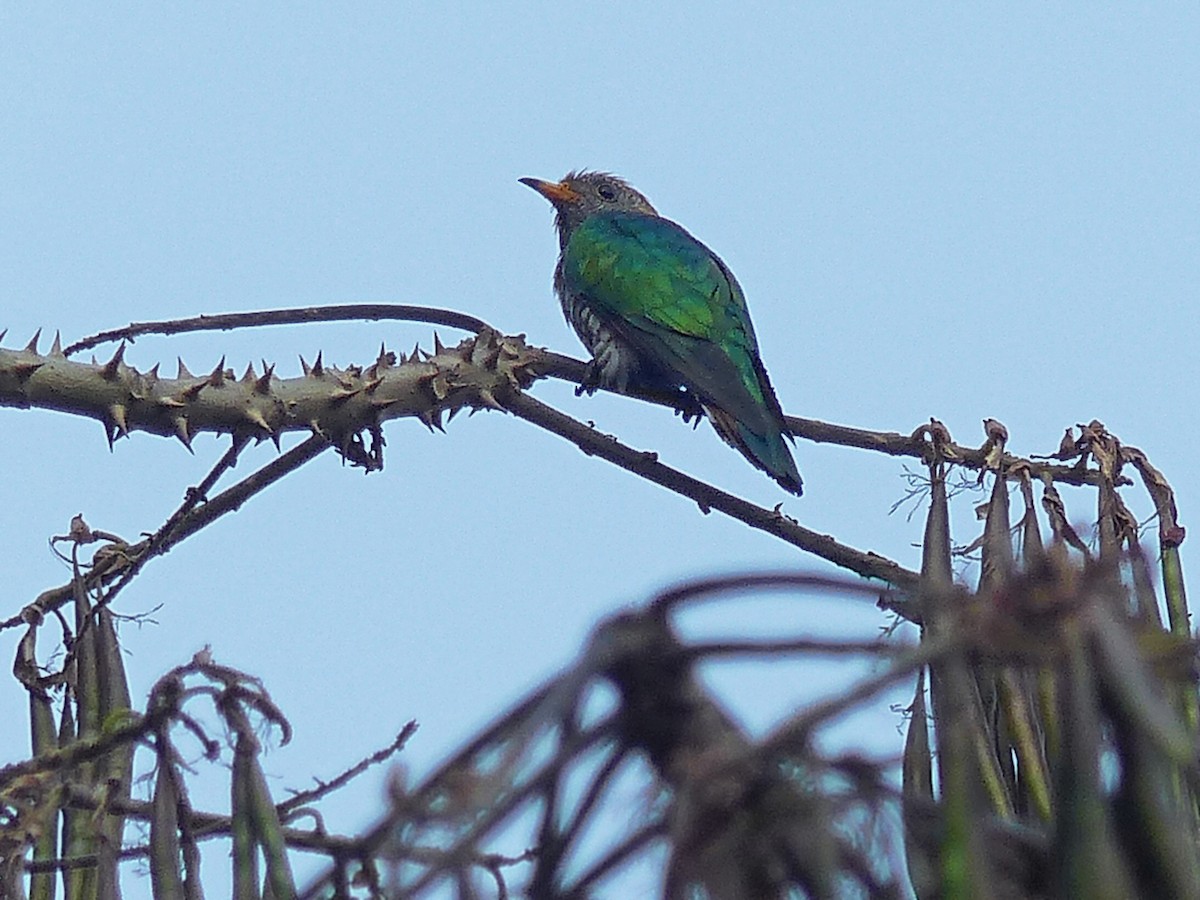 Дідрик смарагдовий - ML643975473