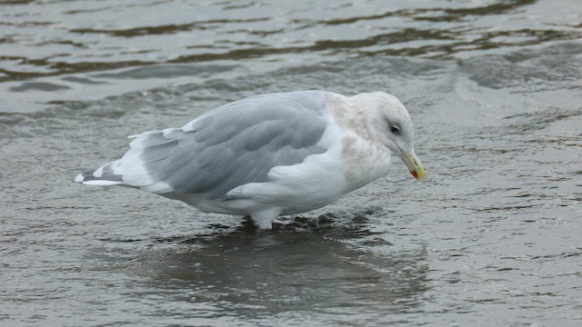 Glaucous-winged Gull - ML643975507