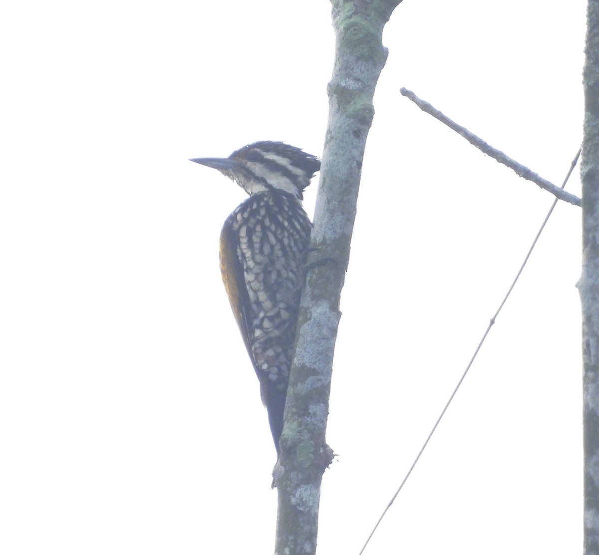 Common Flameback - ML643975520