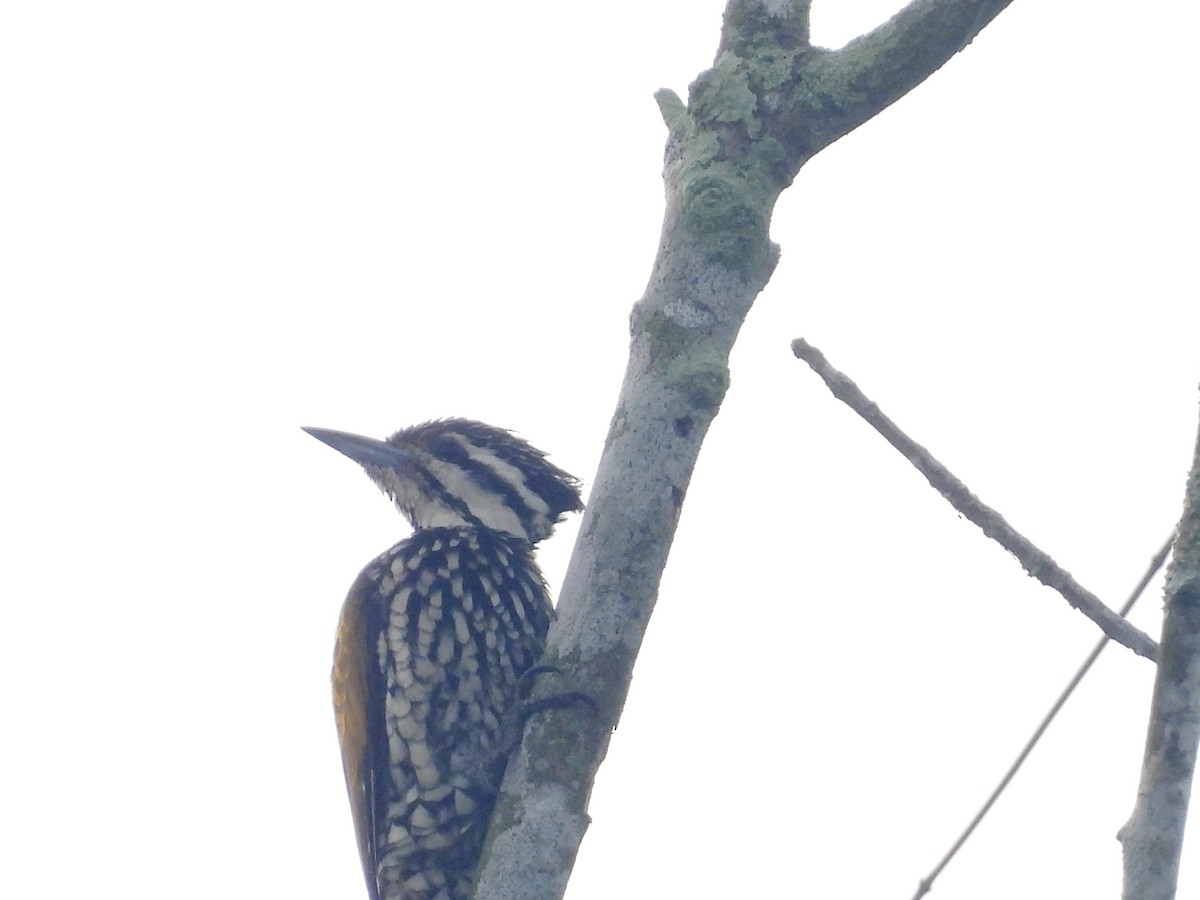 Common Flameback - ML643975521