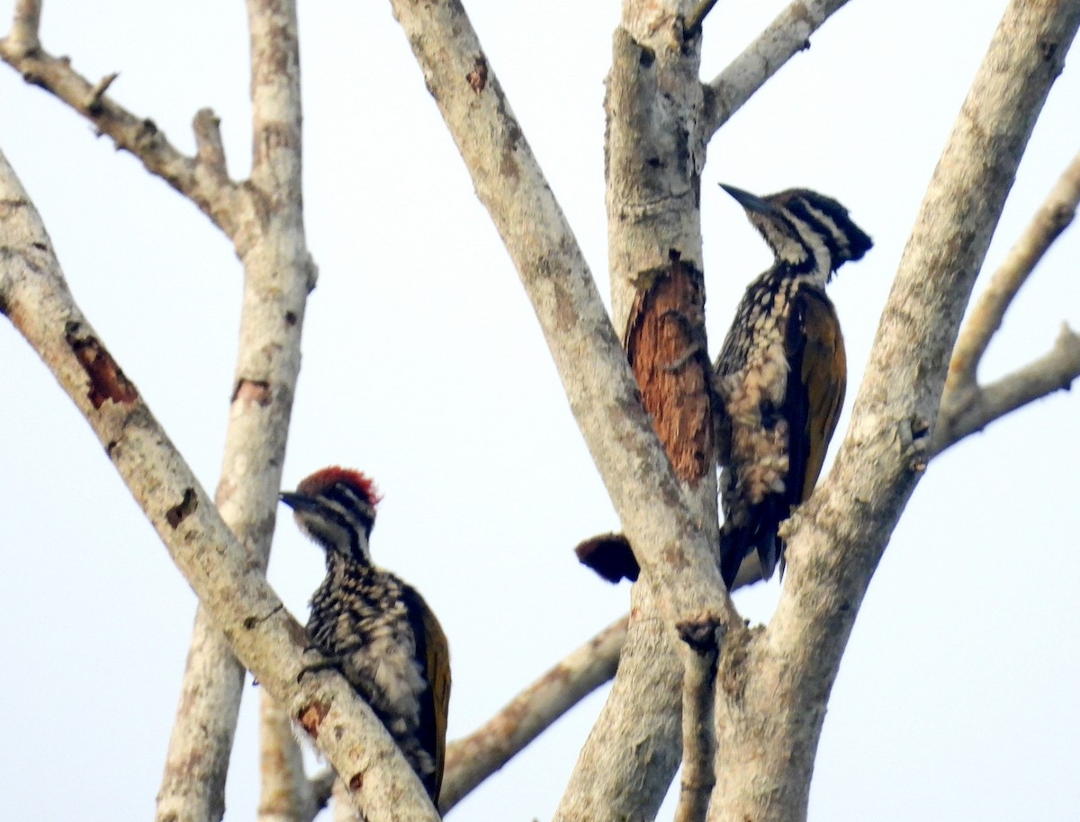 Common Flameback - ML643975522