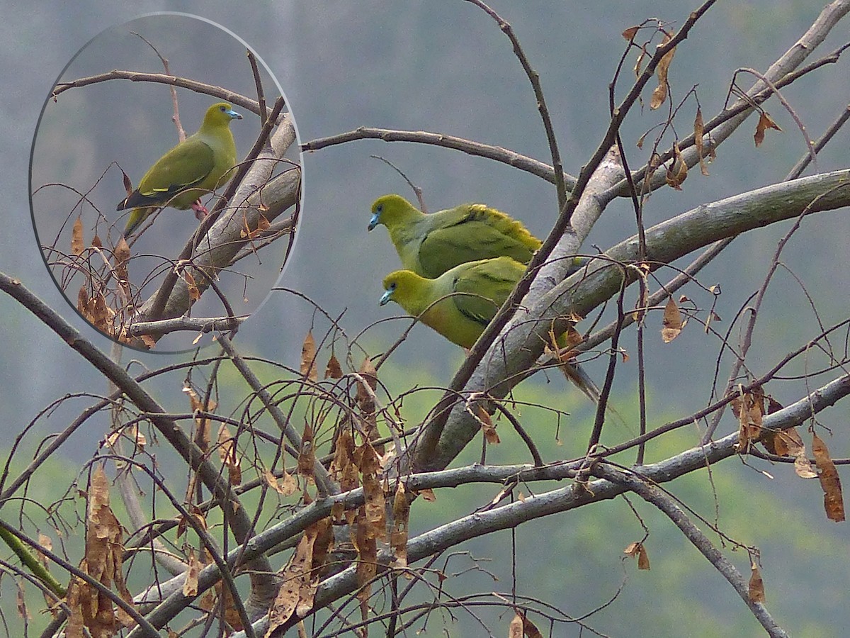 Pin-tailed Green-Pigeon - ML643975533