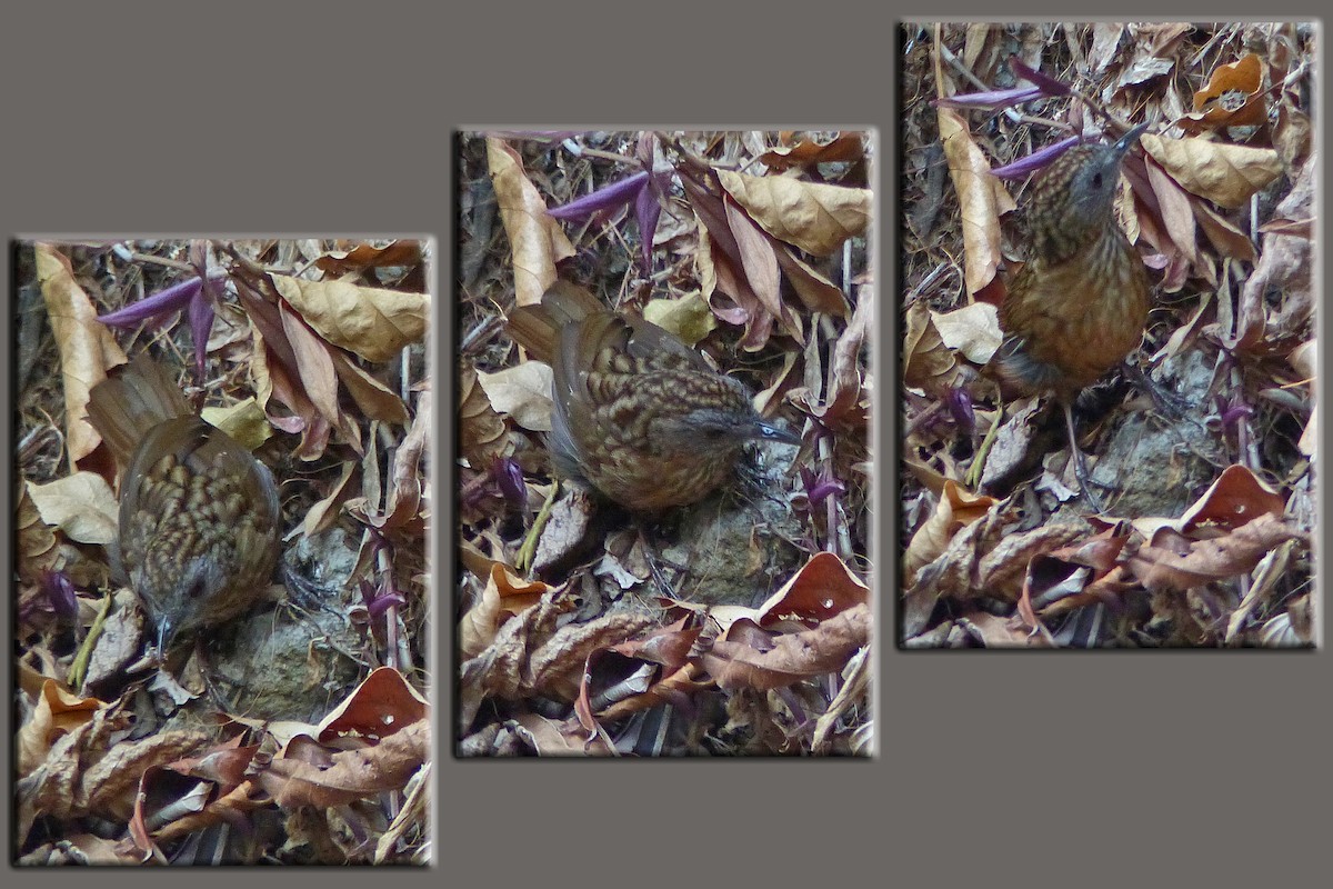 Streaked Wren-Babbler - ML643975537