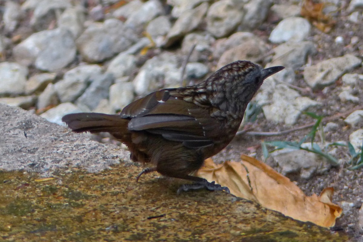 Streaked Wren-Babbler - ML643975542