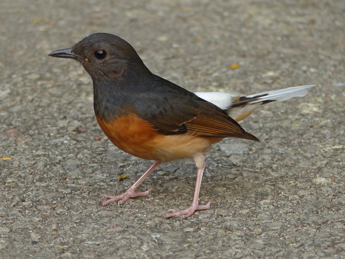 White-rumped Shama - ML643975552