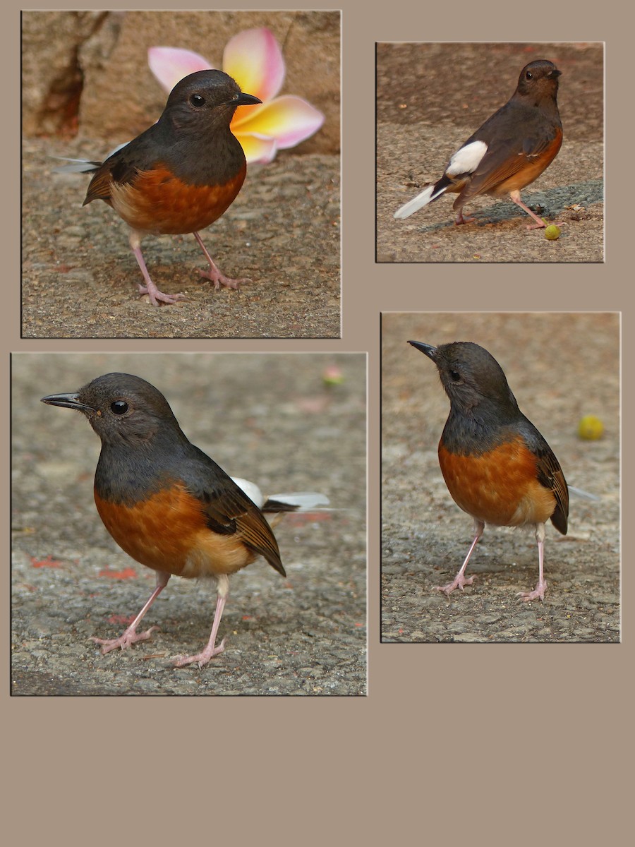 White-rumped Shama - ML643975556