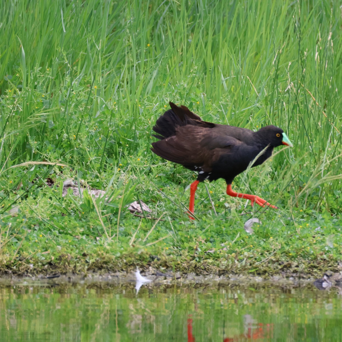 Gallinule aborigène - ML643975564