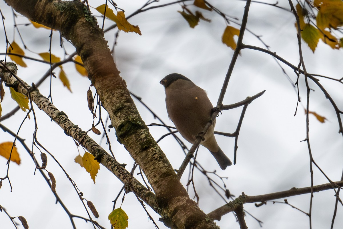 Eurasian Bullfinch - ML643975565