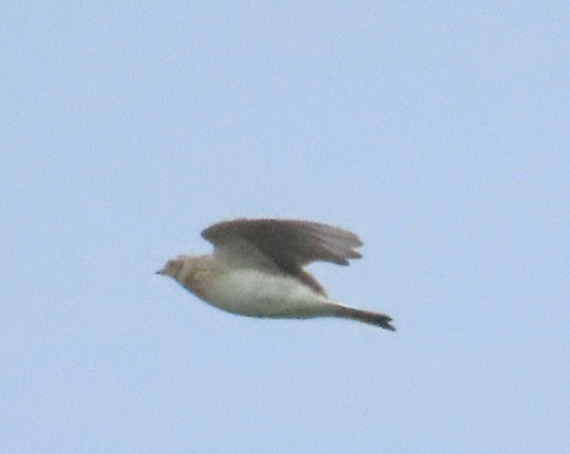 Allodola - ML643975566