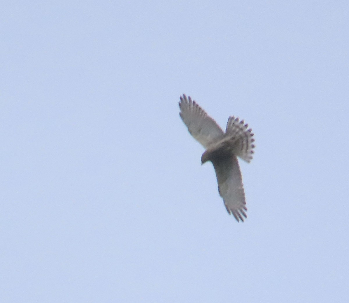 Gray-faced Buzzard - ML643975571