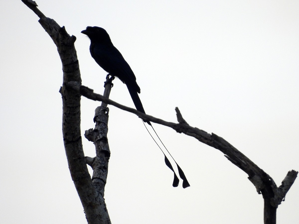 Greater Racket-tailed Drongo - ML643975587