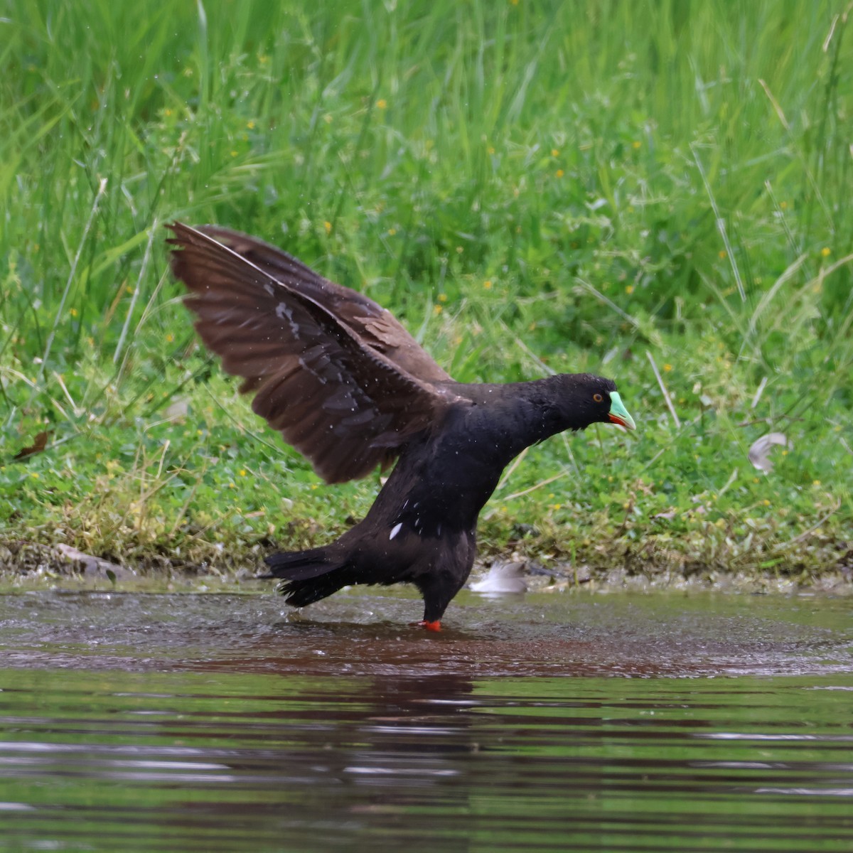 Gallinule aborigène - ML643975593