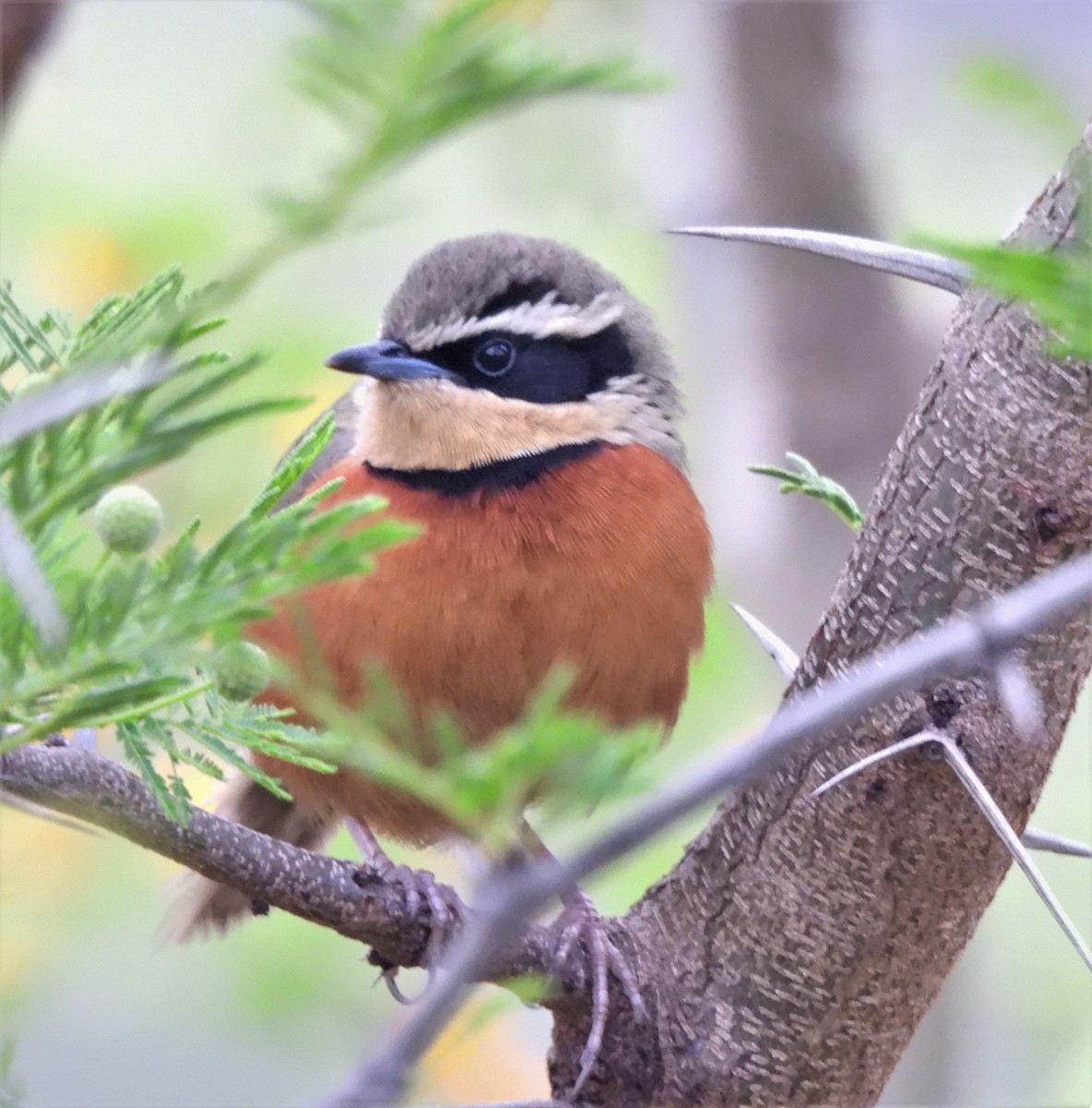 Zeytin Tepeli Hilalgerdan - ML643975616