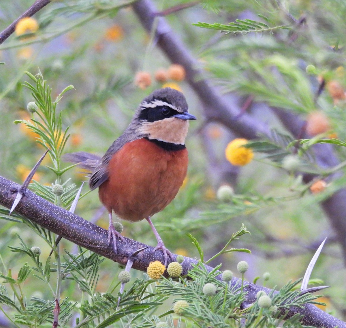 Zeytin Tepeli Hilalgerdan - ML643975617