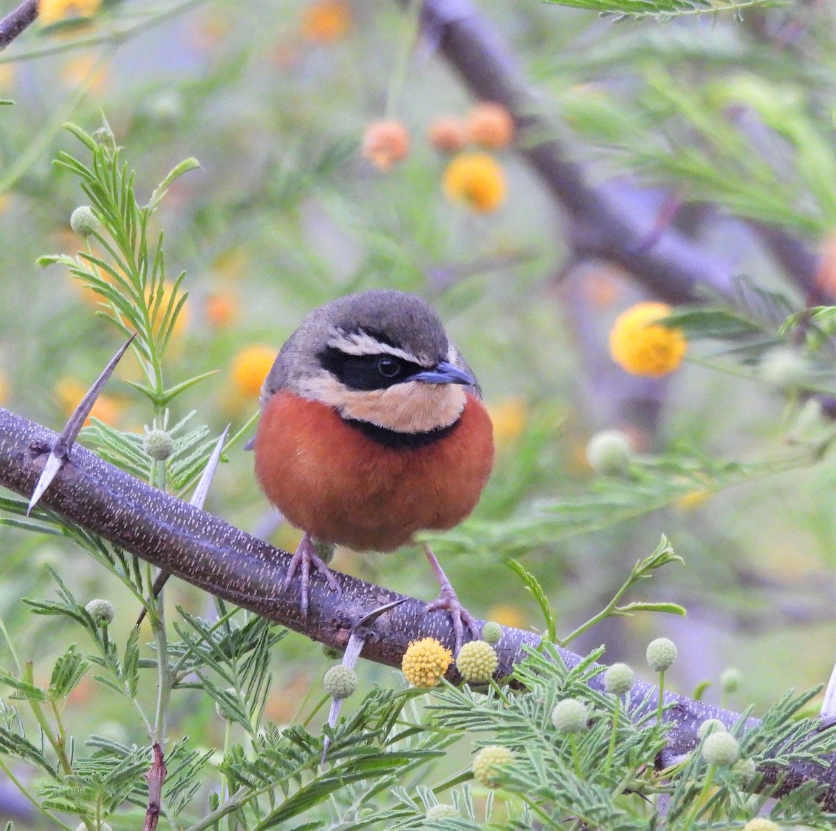 Zeytin Tepeli Hilalgerdan - ML643975618