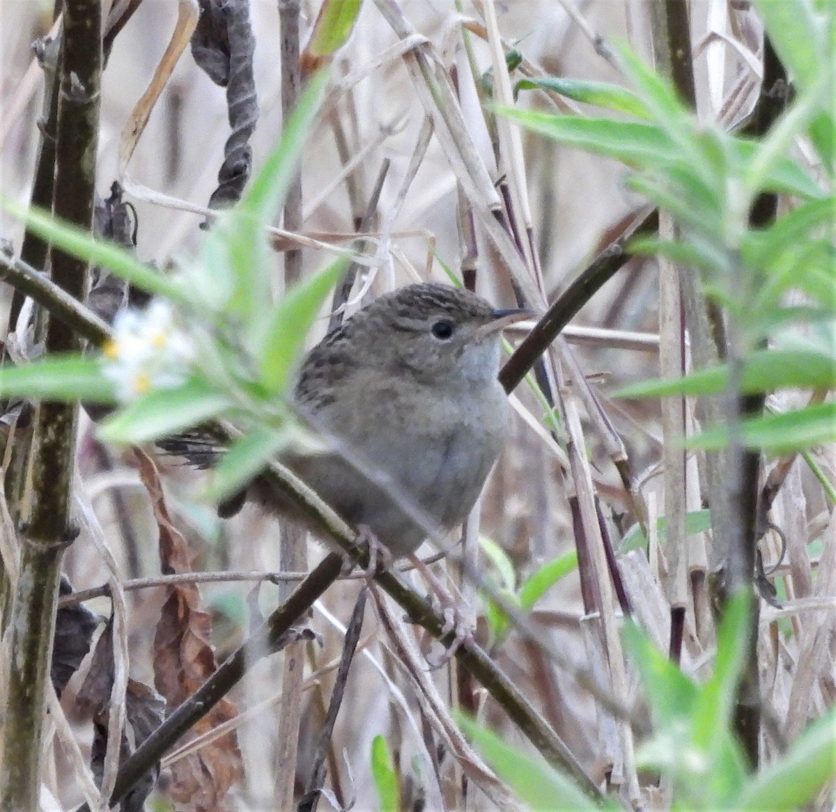 Grass Wren - ML643975641