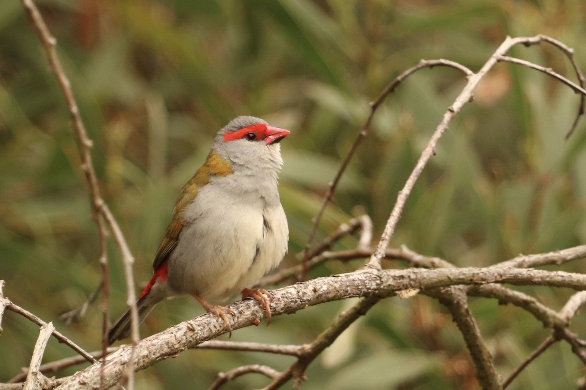 Red-browed Firetail - ML643975650