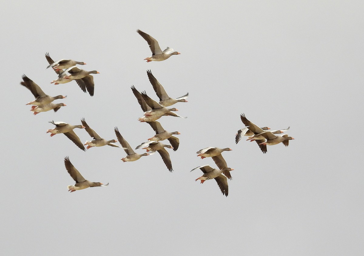 Graylag Goose - ML643975665
