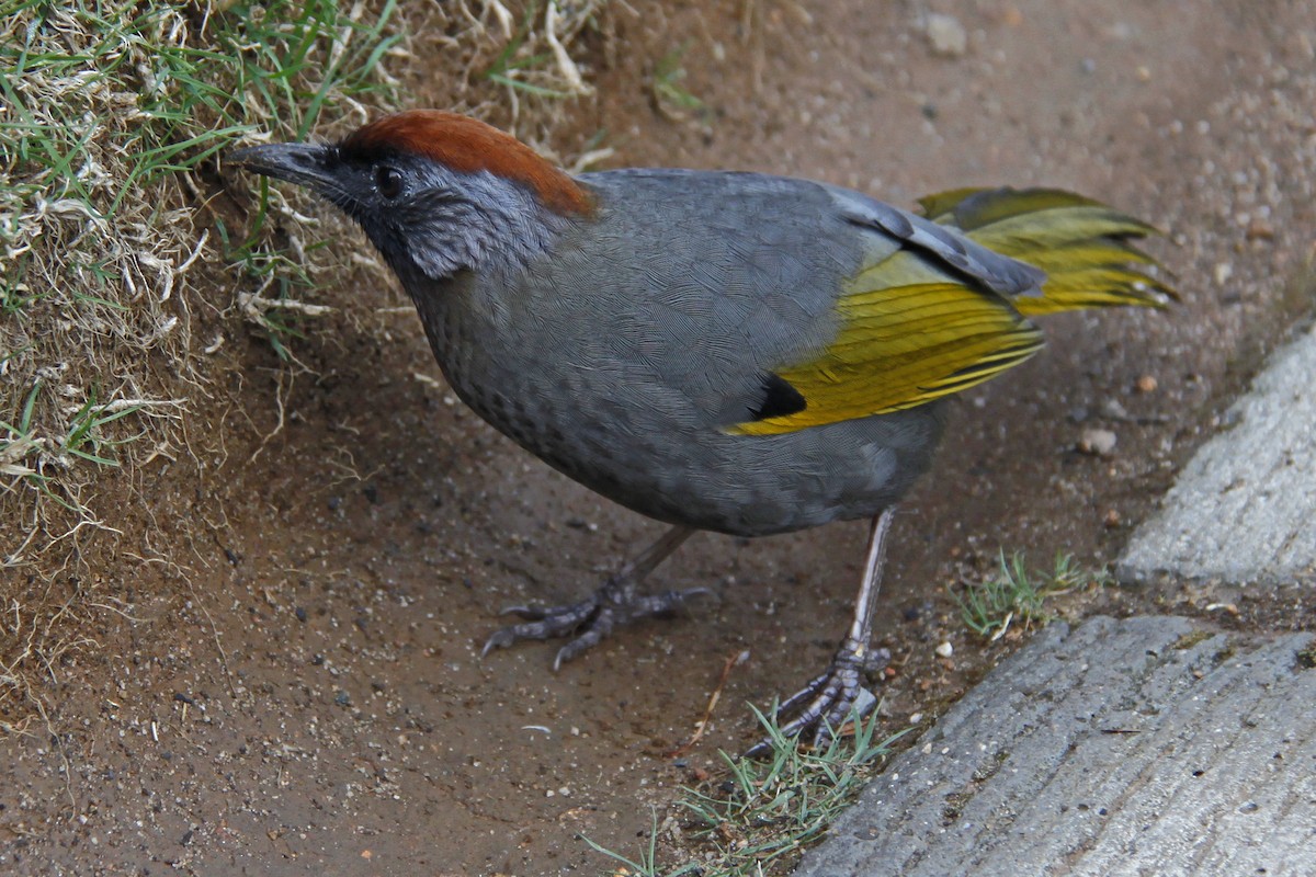 Silver-eared Laughingthrush - ML643975669