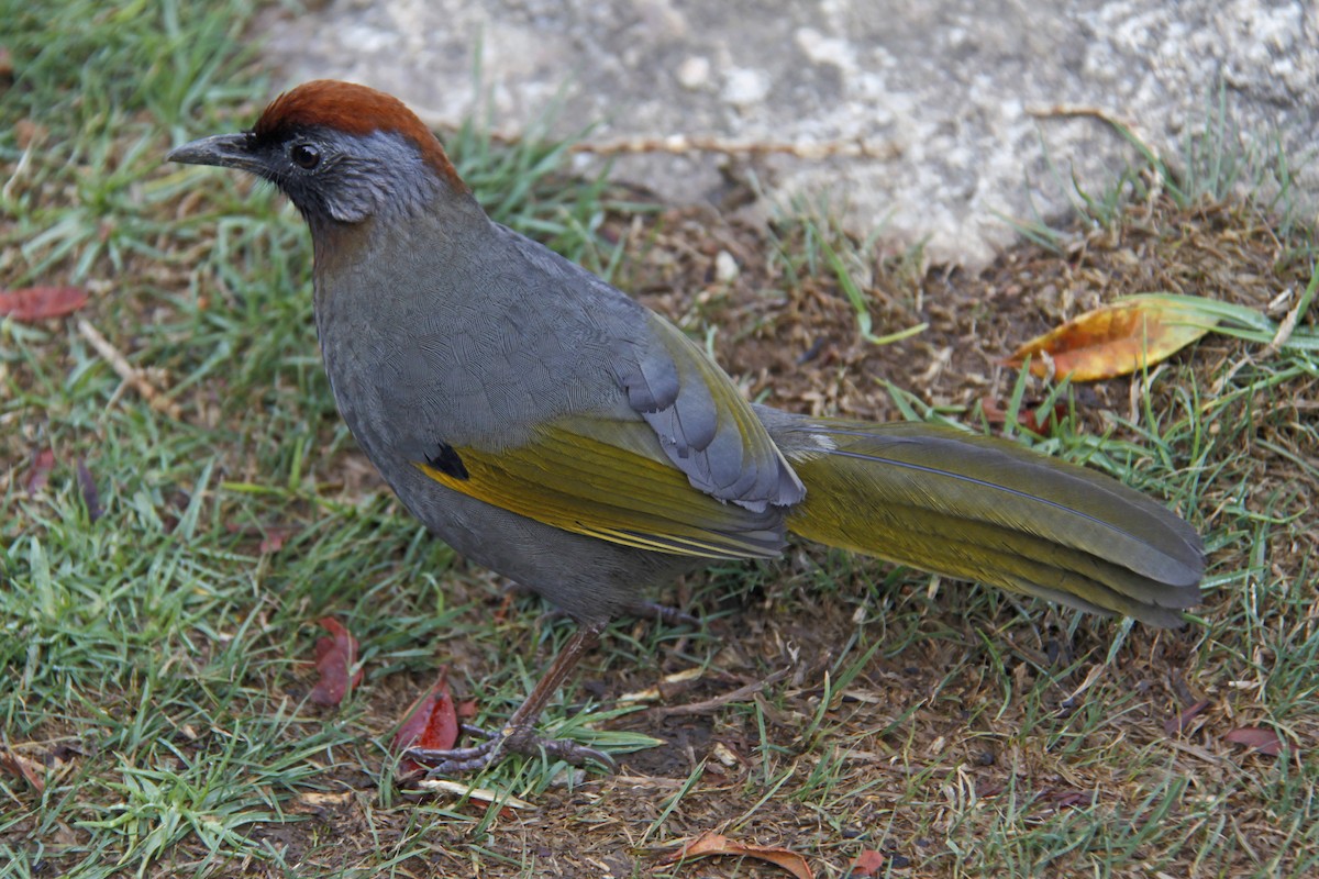 Silver-eared Laughingthrush - ML643975671