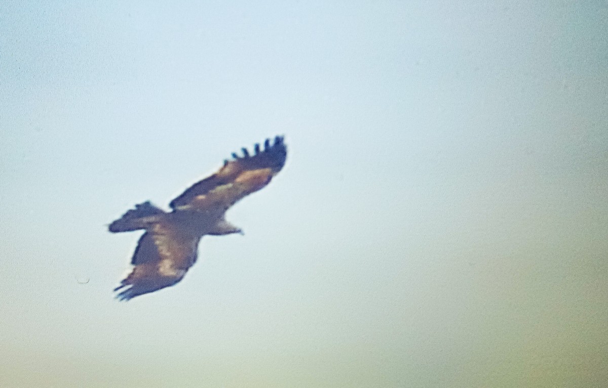 Steppe Eagle - ML643975672
