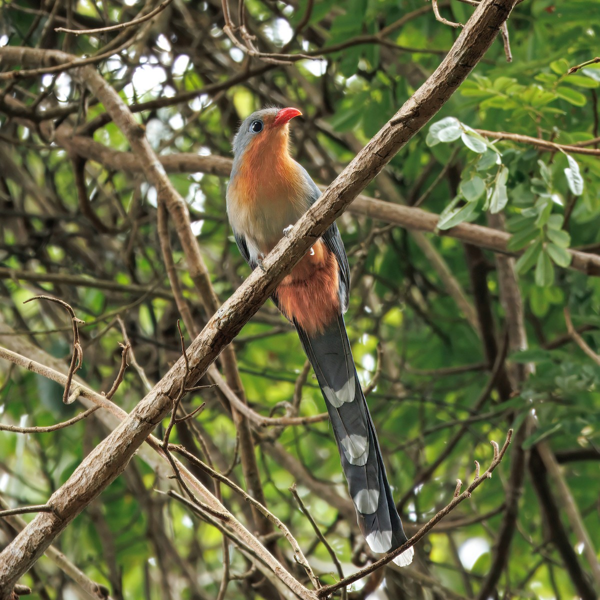 Red-billed Malkoha - ML643975673