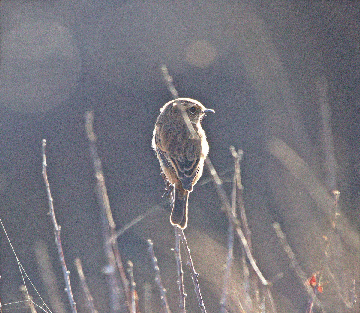 European Stonechat - ML643975674