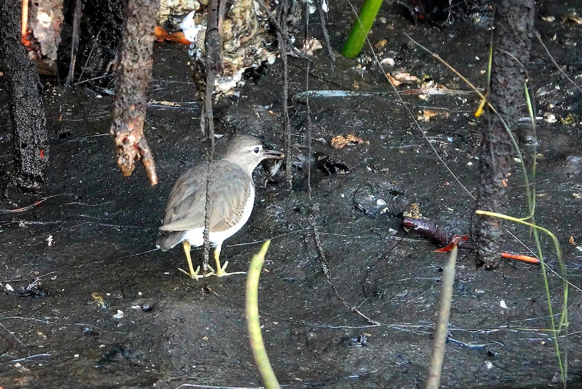 Spotted Sandpiper - ML643975675