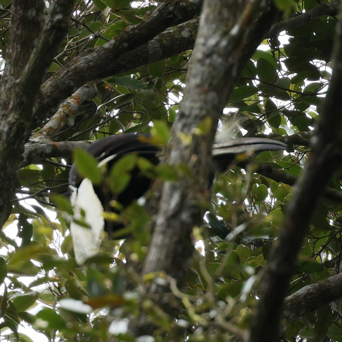 White-crowned Hornbill - ML643975676