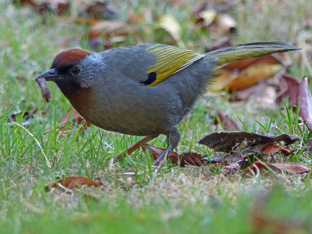 Silver-eared Laughingthrush - ML643975677
